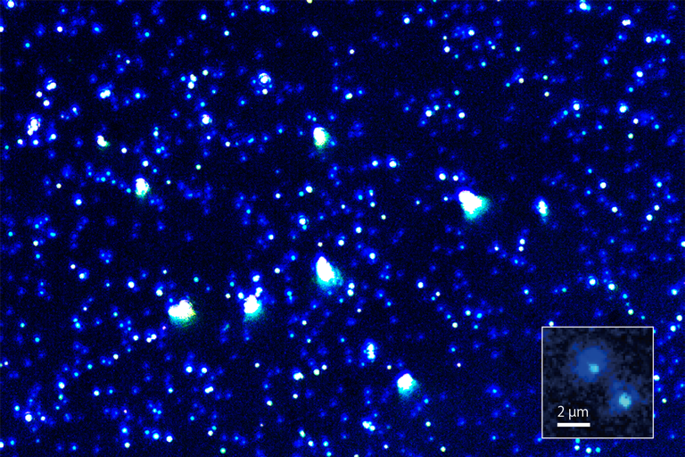 落射型の暗視野照明により、ナノ粒子の分布を明瞭に観察できます。